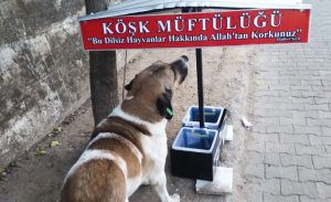 kosk_ilce_muftulugu_sokak_hayvanlari_icin_oncu_oldu_h14608_127fa.jpg