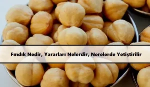 F1nd1k-Nedir-Yararlar1-Nelerdir-Nerelerde-Yeti_tirilir