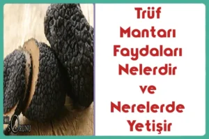 Truf-Mantar1-Faydalar1-Nelerdir-ve-Nerelerde-Yeti_ir