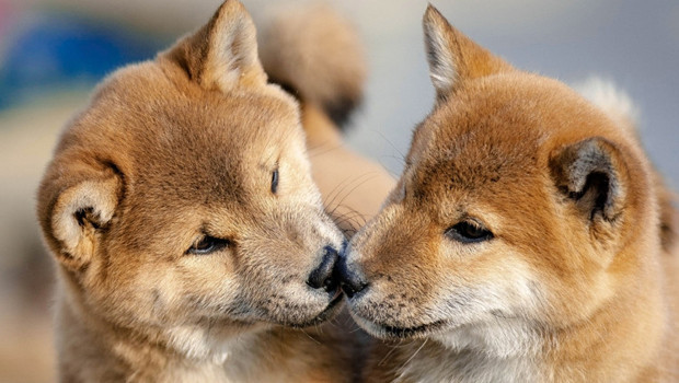 atlas-featured-60065-1766000497-y63qga