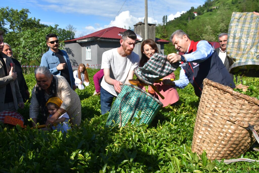 Artvin'de geleneksel çay hasadı başladı