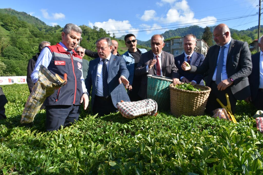 Artvin'de geleneksel çay hasadı başladı