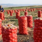 Amasya soğanı Avrupa yolunda: Pazarda en ucuz ürün, ihracatta gözde