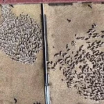 Amasya’da baharın habercisi süt kuzuları anneleriyle buluştu