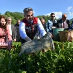 Artvin'de geleneksel çay hasadı başladı