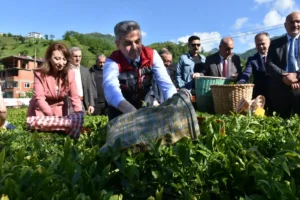 Artvin'de geleneksel çay hasadı başladı