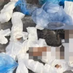 İzmir'de vahim olay: Çöp konteyneri yanında 33 kedi ölü bulundu