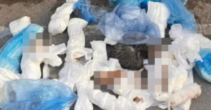 İzmir'de vahim olay: Çöp konteyneri yanında 33 kedi ölü bulundu