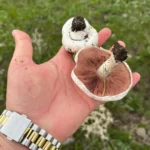 Kars’ta yağmurlar mantar sezonunu müjdeledi
