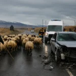 Kars’ta koyun sürüsü kazaya davetiye çıkardı: 3 yaralı