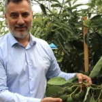 Antalya’da tropikal meyve üretimi yaygınlaşıyor