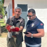 Battalgazi'de yavru baykuş koruma altına alındı