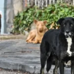 İngiltere'den tehlikeli köpek ırklarına yeni düzenleme