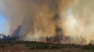 Kahramanmaraş'ta orman yangını: Ekipler seferber oldu