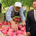 Milletvekili Sönmez açıkladı: Binlerce ton elma alıcı bekliyor