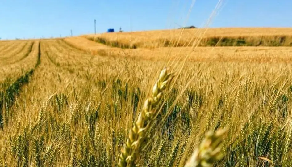 Yerli Buğday "Kirve", Çorum'da kuru tarımda umut verdi