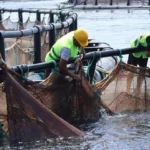 Arsuz çiftlik balıkları Avrupa'ya ihraç ediliyor
